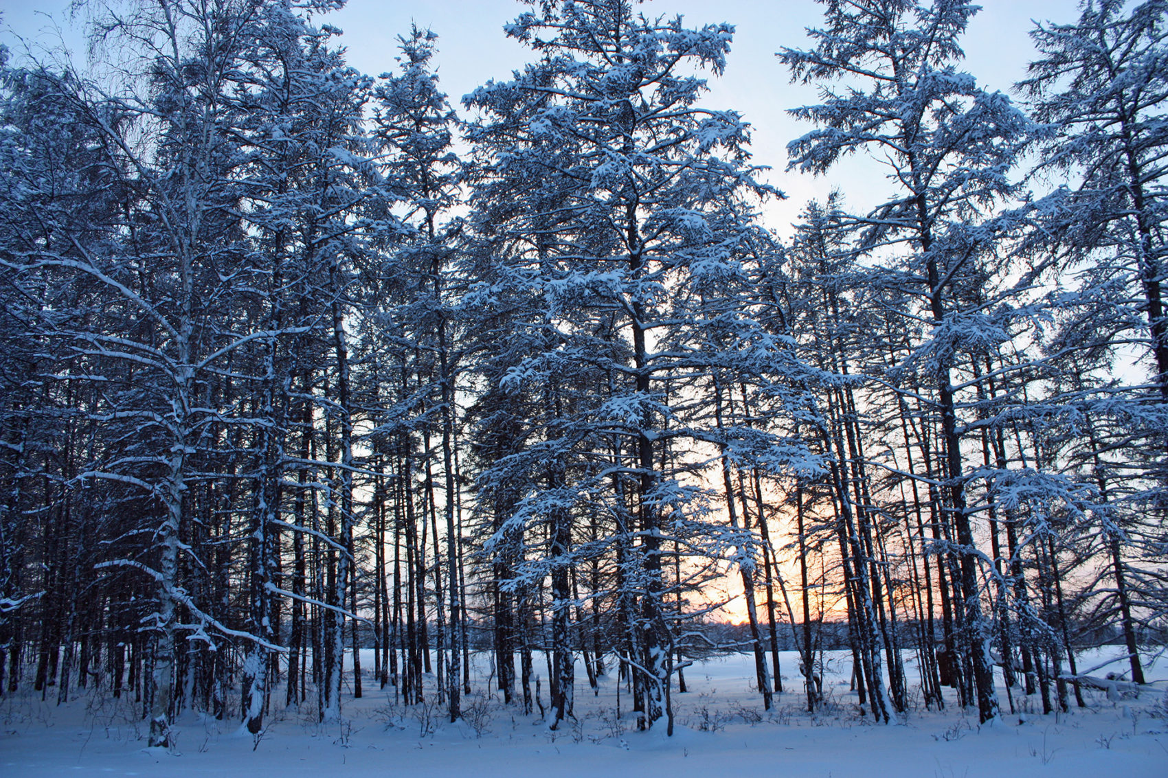 forêt de sibérie